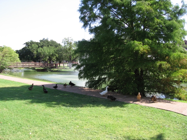 Ducks At The Hardin-Simmons University Reflecting Pond